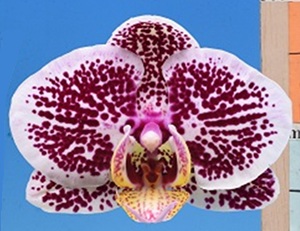 Phal. I-Hsin Bryce '2562'