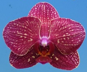 Phal. I-Hsin Tangerine Tree