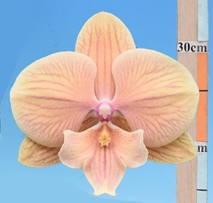 Phal. Lioulin Smart Lip '2603'