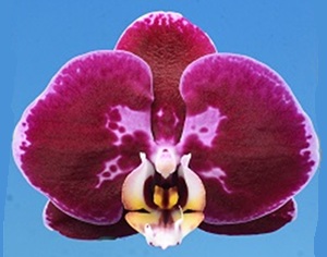 Phal. I-Hsin Stacy '2536'