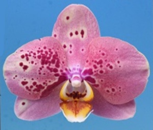 Phal. I-Hsin Fantastic World