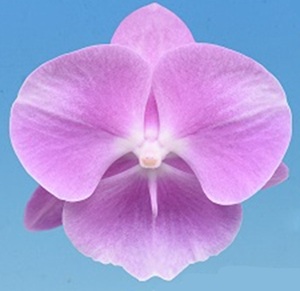 Phal. I-Hsin White Wedding