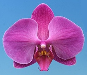 Phal. I-Hsin Cinnamon Choco
