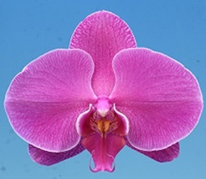 Phal. I-Hsin Mermaid
