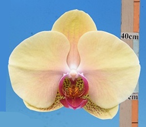 Phal. I-Hsin Golden Beth '2613'