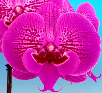 Phal. Tying Shin 'TS110'