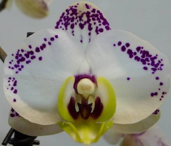 Phal. Taisuco 'NL014'
