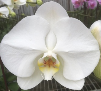 Phal. Jungo Yuki 'EH-330'