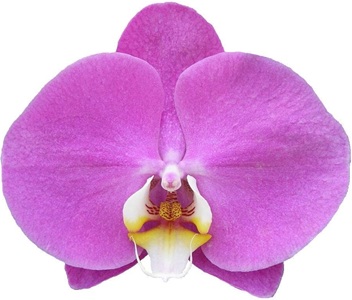 Phal. Kuan E 'KWS04'