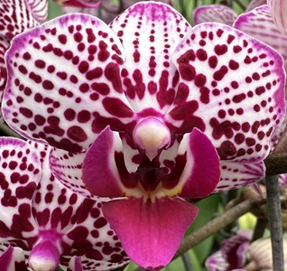 Phal. Colorful Cloud 'LIT7'