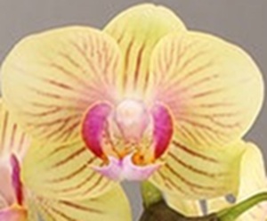 Phal. Long Pride Adam