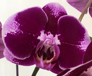 Phal. Yi Shing '284'