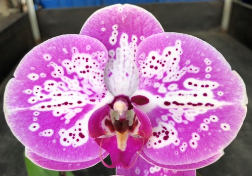 Phal. Yi Shing '256'
