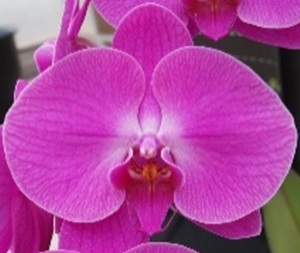 Phal. Chi Yueh Reunion