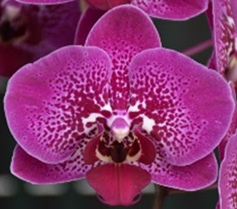 Phal. Chi Yueh Velvet