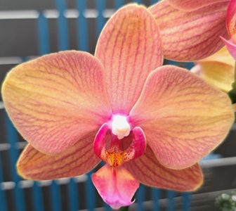 Phal. Long Pride Afra 'MP2368'