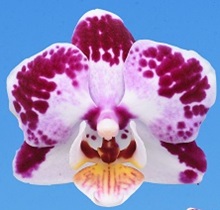 Phal. Yushan Twi Lip X Yushan Little Pearl