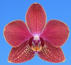 Phal. I-Hsin Little Red Hat '2571'