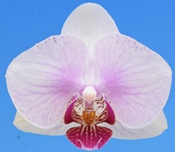 Phal. I-Hsin Colorful Runner