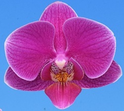 Phal. I-Hsin Pink Wedding '2578'