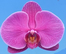 Phal. I-Hsin Charming Cherry