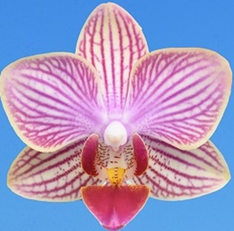 Phal. I-Hsin Oscar "G078"