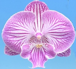 Phal. I-Hsin Pink Spider