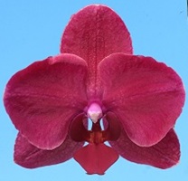 Phal. I-Hsin '2333'