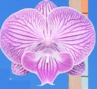 Phal. I-Hsin Pink Spider '2654'