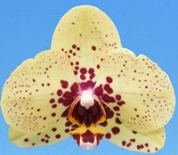 Phal. I-Hsin Picachu