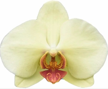 Phal. I-Hsin Darwin '2421'