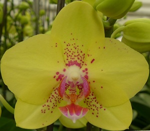 Phal. Taisuco 'KA27851'