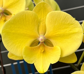 Phal. Yellow Lilac