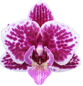 Phal. I-Hsin Cardamom Choco '2682'