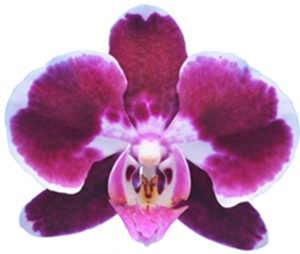 Phal. I-Hsin Fantastic Choco