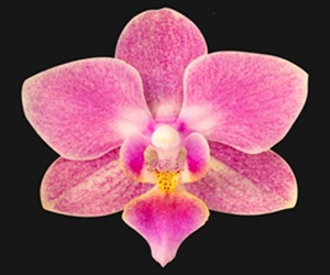 Phal. I-Hsin Berry Cutie