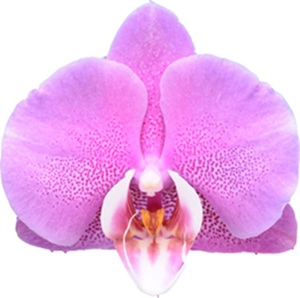 Phal. I-Hsin Pink Peony