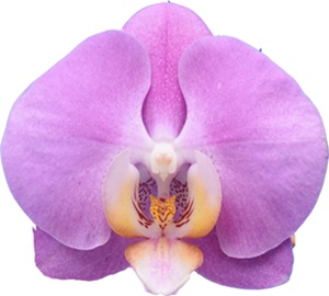 Phal. I-Hsin 'ISM2926'