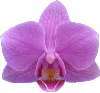 Phal. I-Hsin Black Cherries