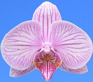 Phal. I-Hsin Charming Cherry '2695'