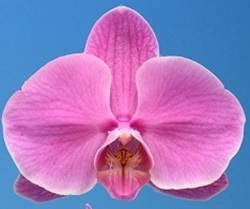 Phal. I-Hsin Carmine Rose