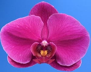 Phal. I-Hsin Bloody Rose