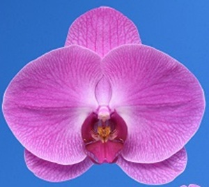 Phal. I-Hsin Ballet Holiday
