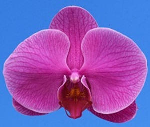 Phal. I-Hsin Rose Collection