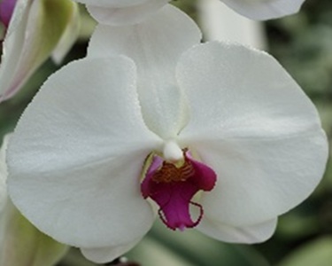 Phal. Yi Shing '247'