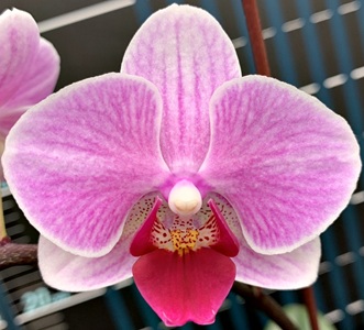 Phal. Long Pride Gracie 'MP3017'