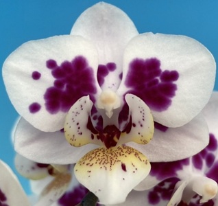 Phal. MS Dots On White