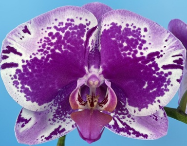 Phal. Purple Gin