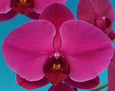 Phal. Star Ming Shing Red Jack