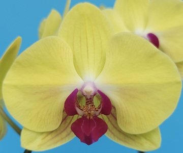 Phal. MS Golden Sweet